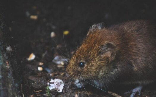 Les rats à Paris