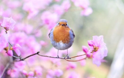 les joies du jardinage