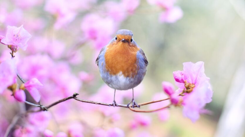 les joies du jardinage